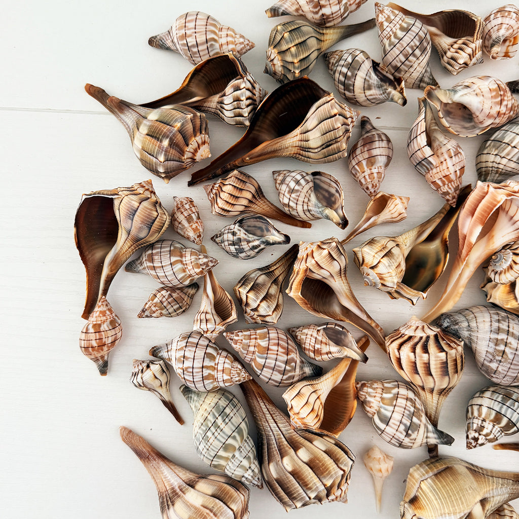 Lightning Whelk and Banded Tulip Seashells Bundle (65 Shells)