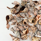 Lightning Whelk and Banded Tulip Seashells Bundle (65 Shells)