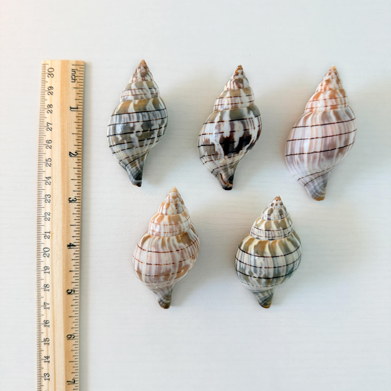 Banded Tulip Seashells (Bundle of 5) Different Size Options