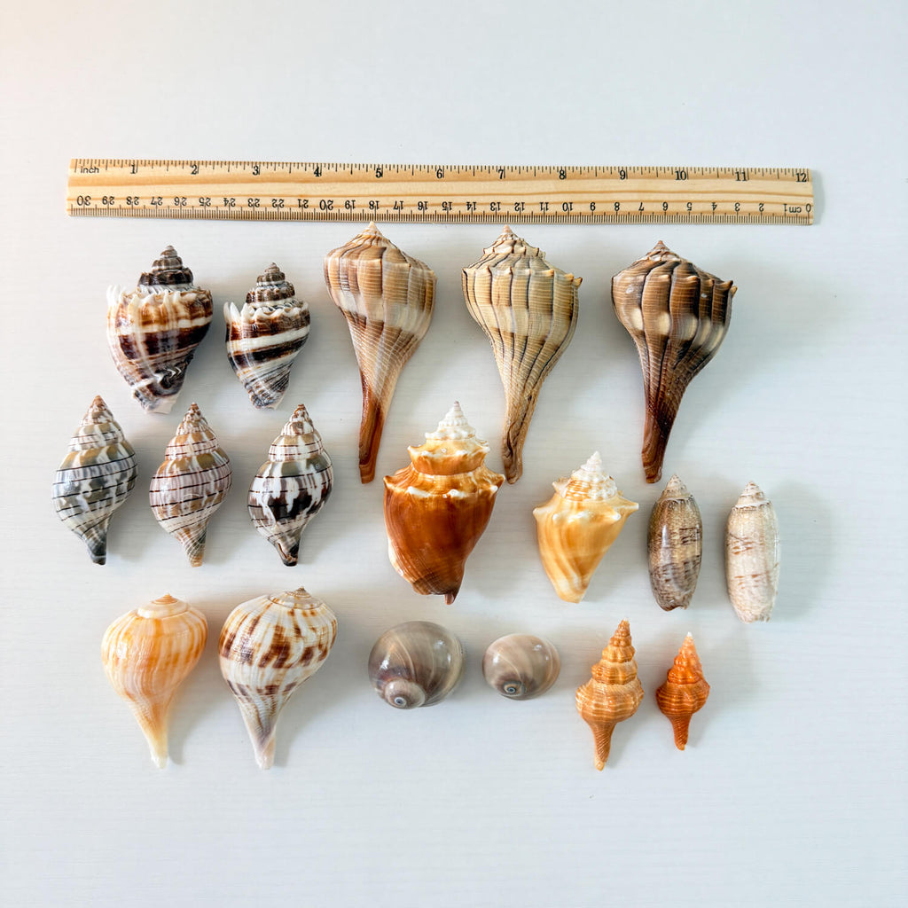 Medium Florida seashell bundle with Lightning Whelks, Pear Whelks, King Crowns, Orange Horse Conchs, Lettered Olives, Banded Tulips, and Shark Eye shells hand-picked from St. Pete Beach