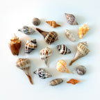 Medium Florida seashell bundle with Lightning Whelks, Pear Whelks, King Crowns, Orange Horse Conchs, Lettered Olives, Banded Tulips, and Shark Eye shells hand-picked from St. Pete Beach