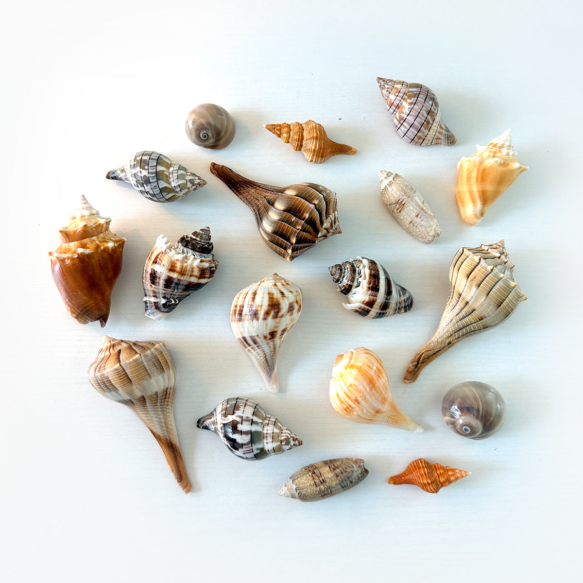 Medium Florida seashell bundle with Lightning Whelks, Pear Whelks, King Crowns, Orange Horse Conchs, Lettered Olives, Banded Tulips, and Shark Eye shells hand-picked from St. Pete Beach