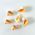 Pear Whelk Seashells (Bundle of 6)