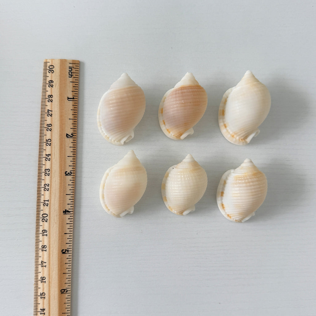 6 Scotch Bonnet Seashells (2.25–2.75")