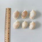 6 Scotch Bonnet Seashells (2.25–2.75")