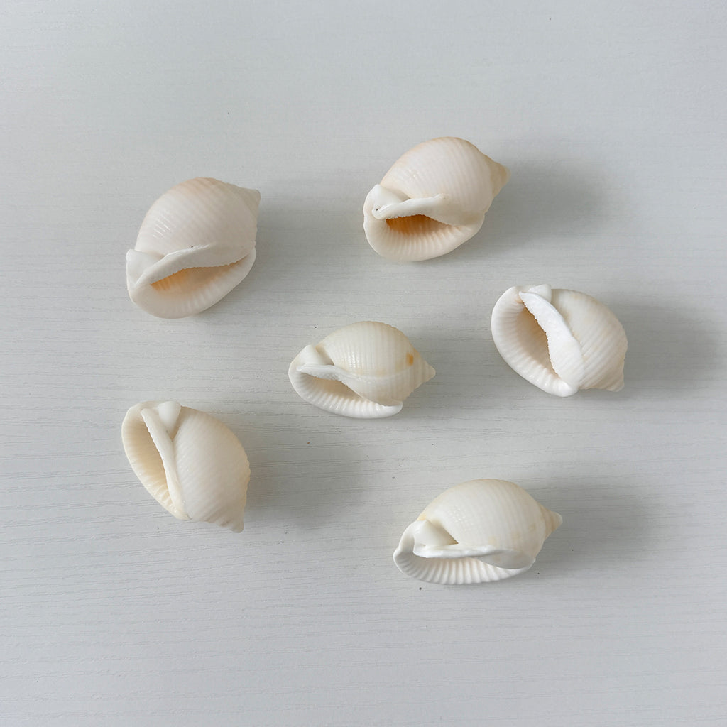 6 Scotch Bonnet Seashells (2.25–2.75")