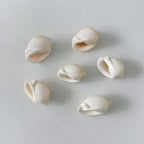 6 Scotch Bonnet Seashells (2.25–2.75")