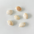 Bundle of 6 natural Scotch Bonnet seashells ranging from 2.25–2.75 inches with beautiful white and checkered patterns, perfect for coastal décor, collecting, and crafts.
