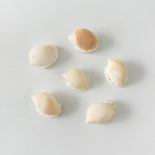 Bundle of 6 natural Scotch Bonnet seashells ranging from 2.25–2.75 inches with beautiful white and checkered patterns, perfect for coastal décor, collecting, and crafts.