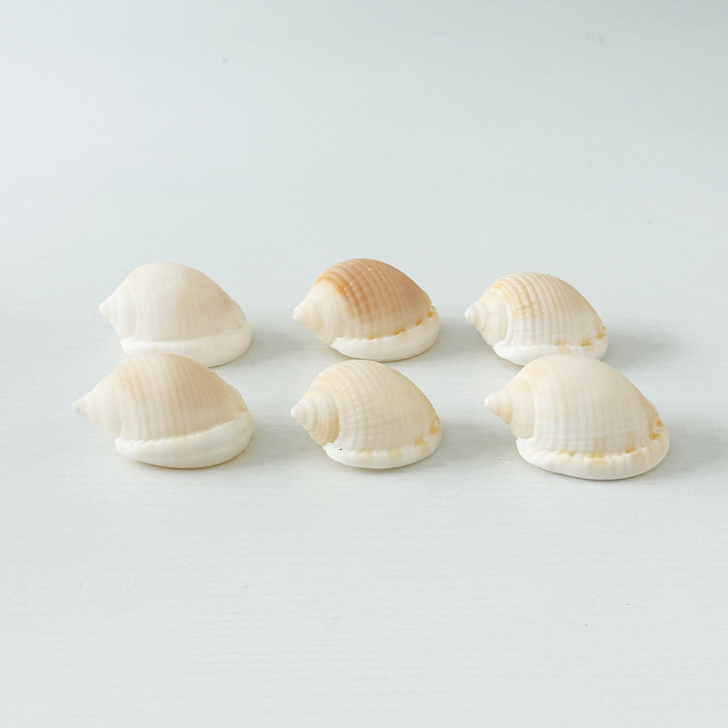 6 Scotch Bonnet Seashells (2.25–2.75")