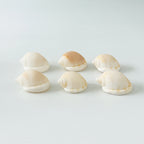 6 Scotch Bonnet Seashells (2.25–2.75")