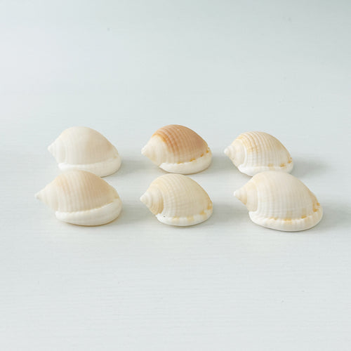6 Scotch Bonnet Seashells (2.25–2.75")