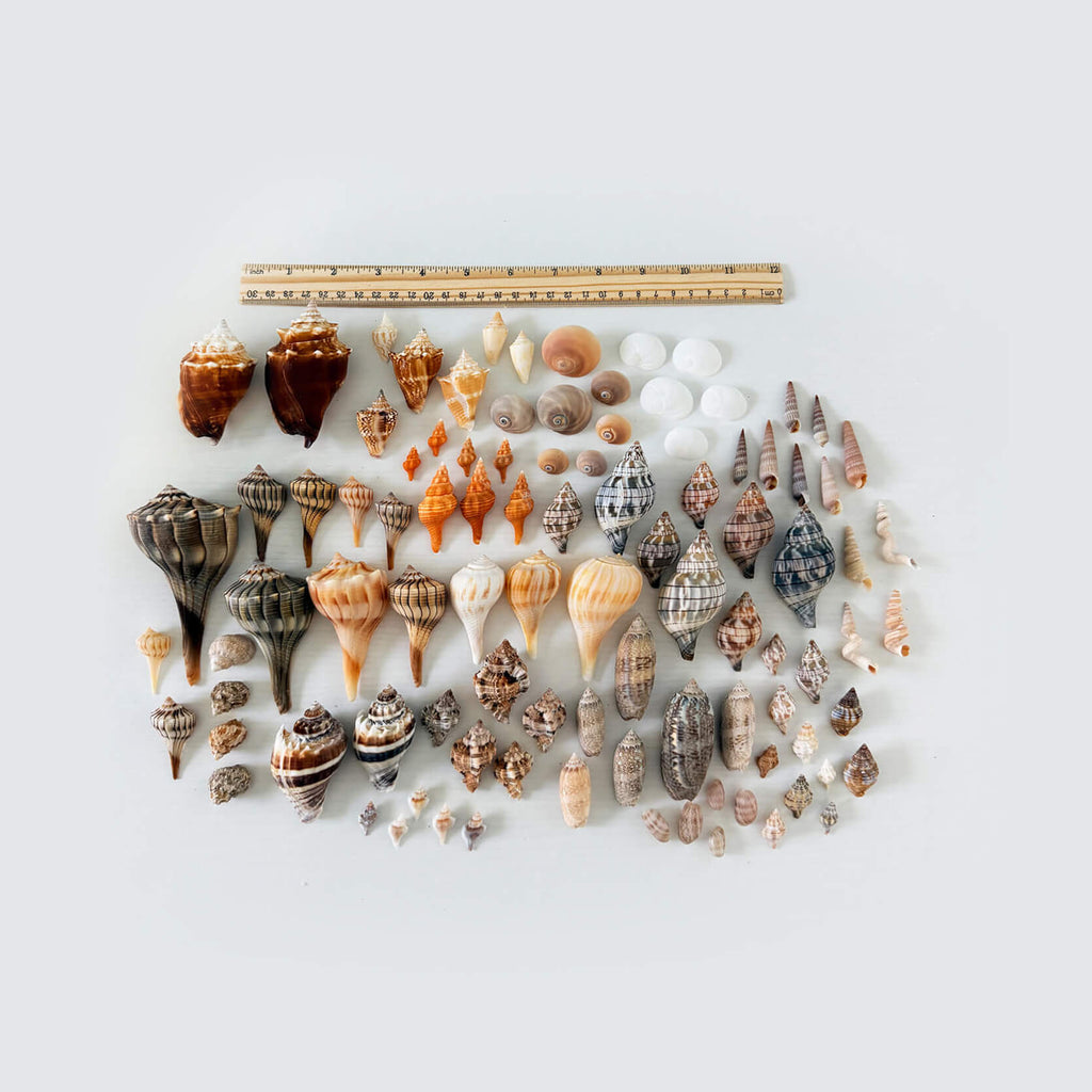 Southwest Florida Seashell Bundle (90+ Shells)