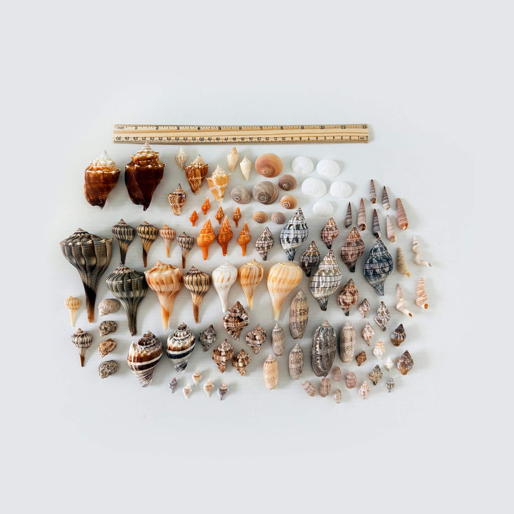 Southwest Florida Seashell Bundle (90+ Shells)