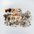 Southwest Florida Seashell Bundle (90+ Shells)