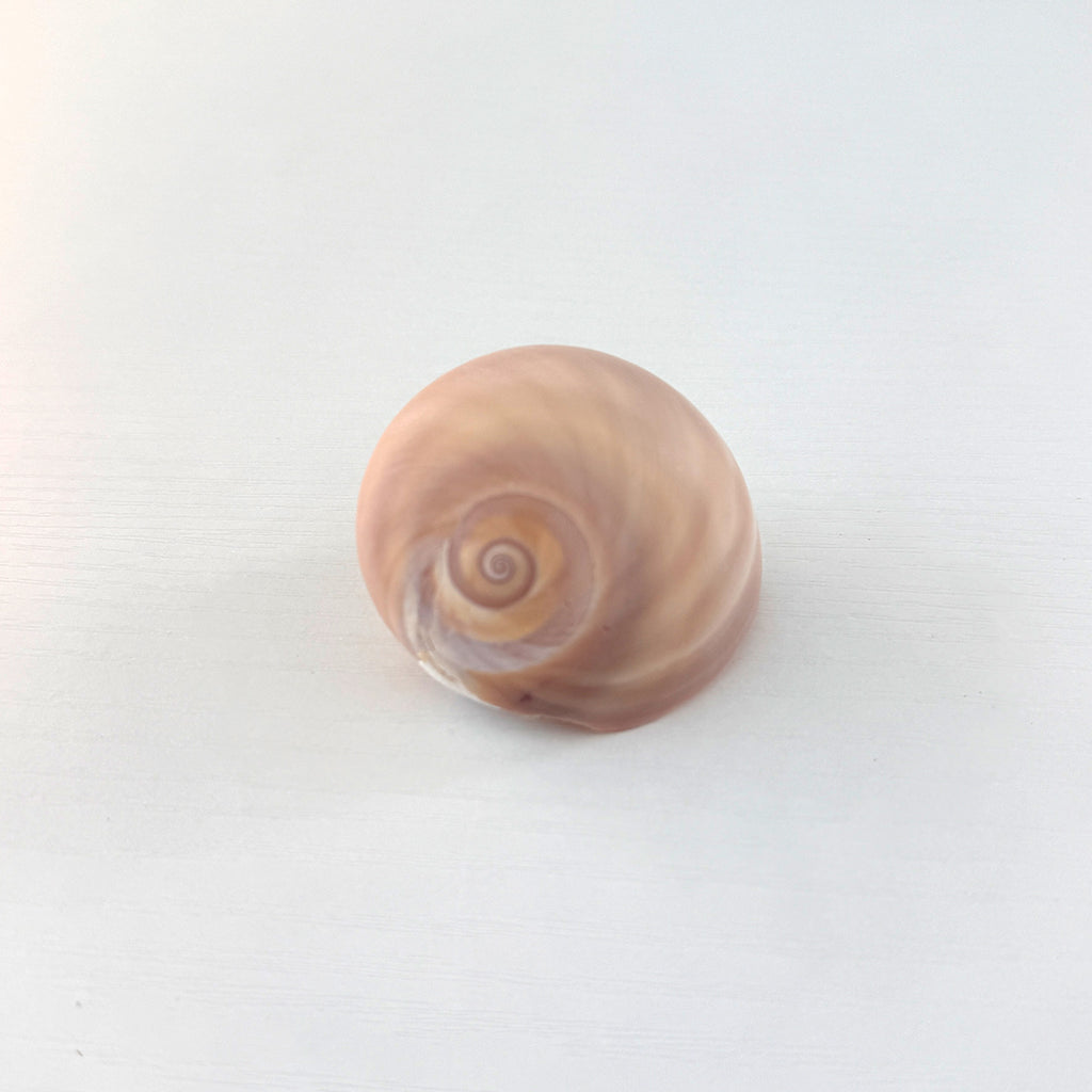 Shark Eye Seashell (2 Inches)