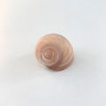 Shark Eye Seashell (2 Inches)