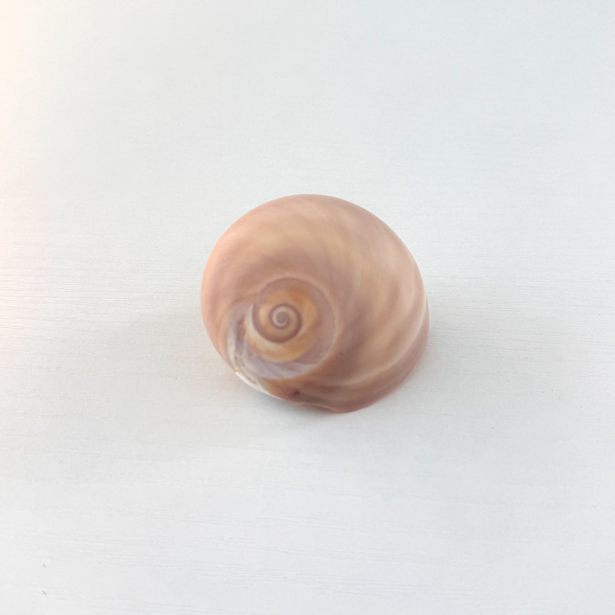 Shark Eye Seashell (2 Inches)