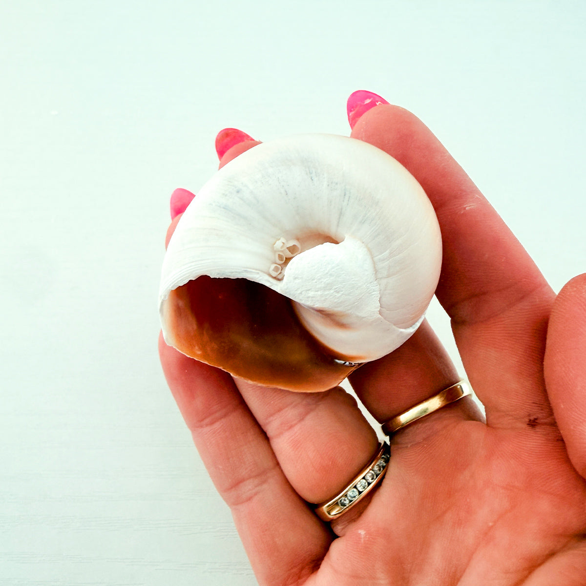 Shark Eye Seashell (2 Inches)