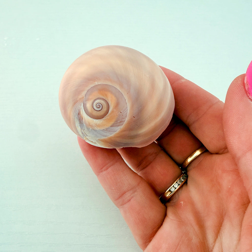Shark Eye Seashell (2 Inches)