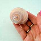 Shark Eye Seashell (2 Inches)