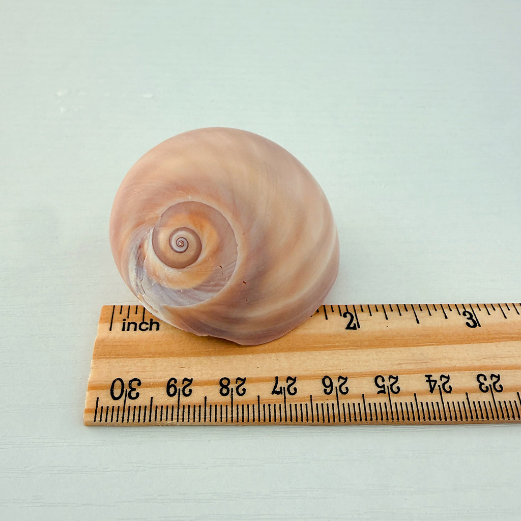 Shark Eye Seashell (2 Inches)