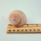 Shark Eye Seashell (2 Inches)