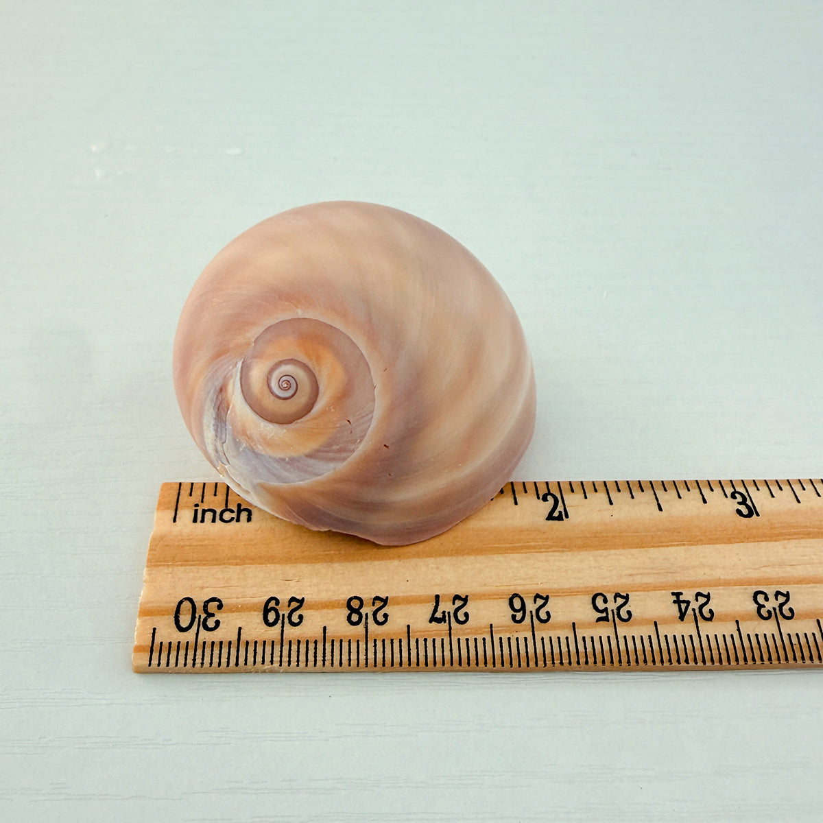 Shark Eye Seashell (2 Inches)