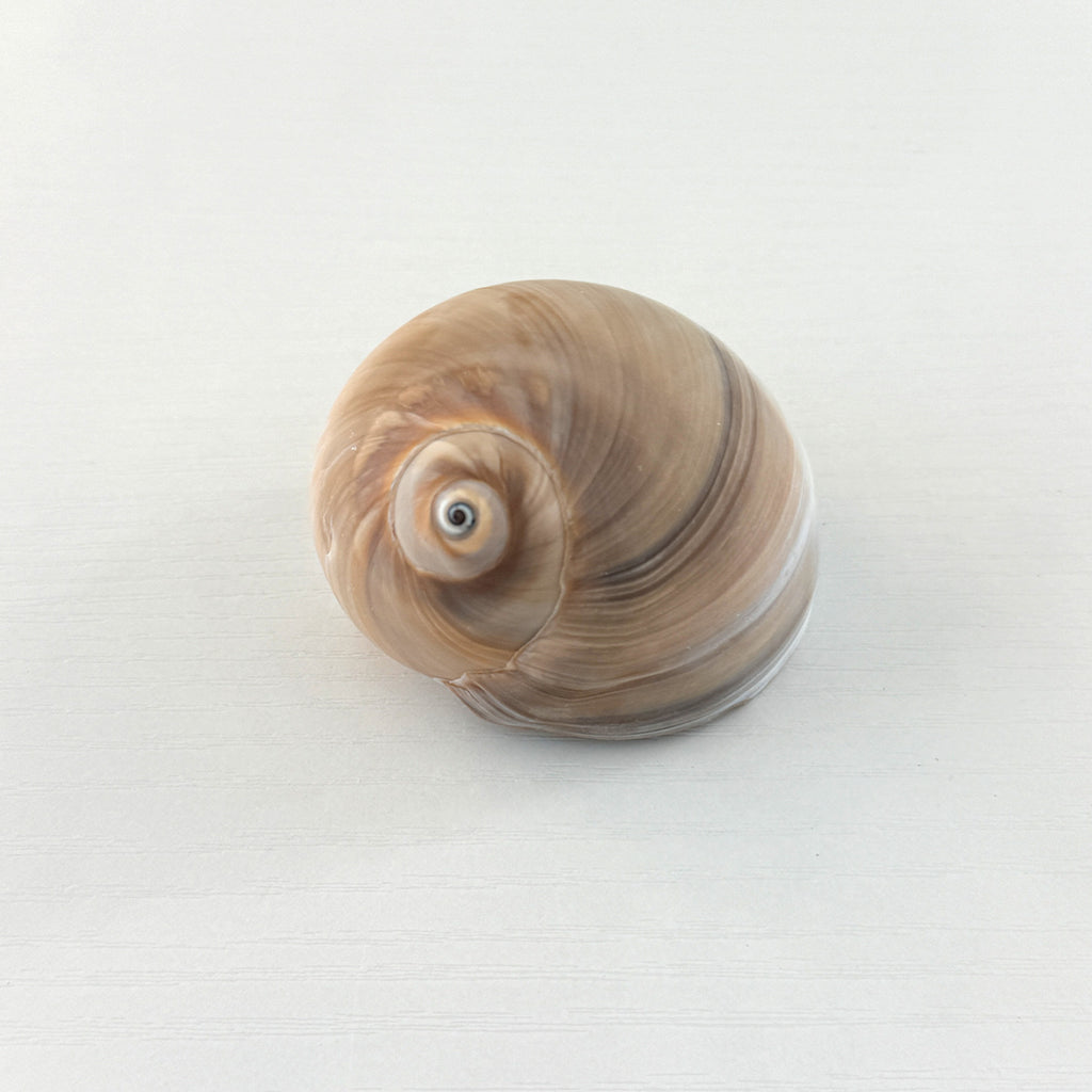 Shark Eye Seashell (Over 2 Inches)