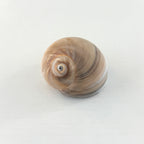 Shark Eye Seashell (Over 2 Inches)