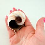 Shark Eye Seashell (Over 2 Inches)