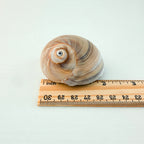 Shark Eye Seashell (Over 2 Inches)