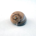 Shark Eye Seashell (2 Inches)
