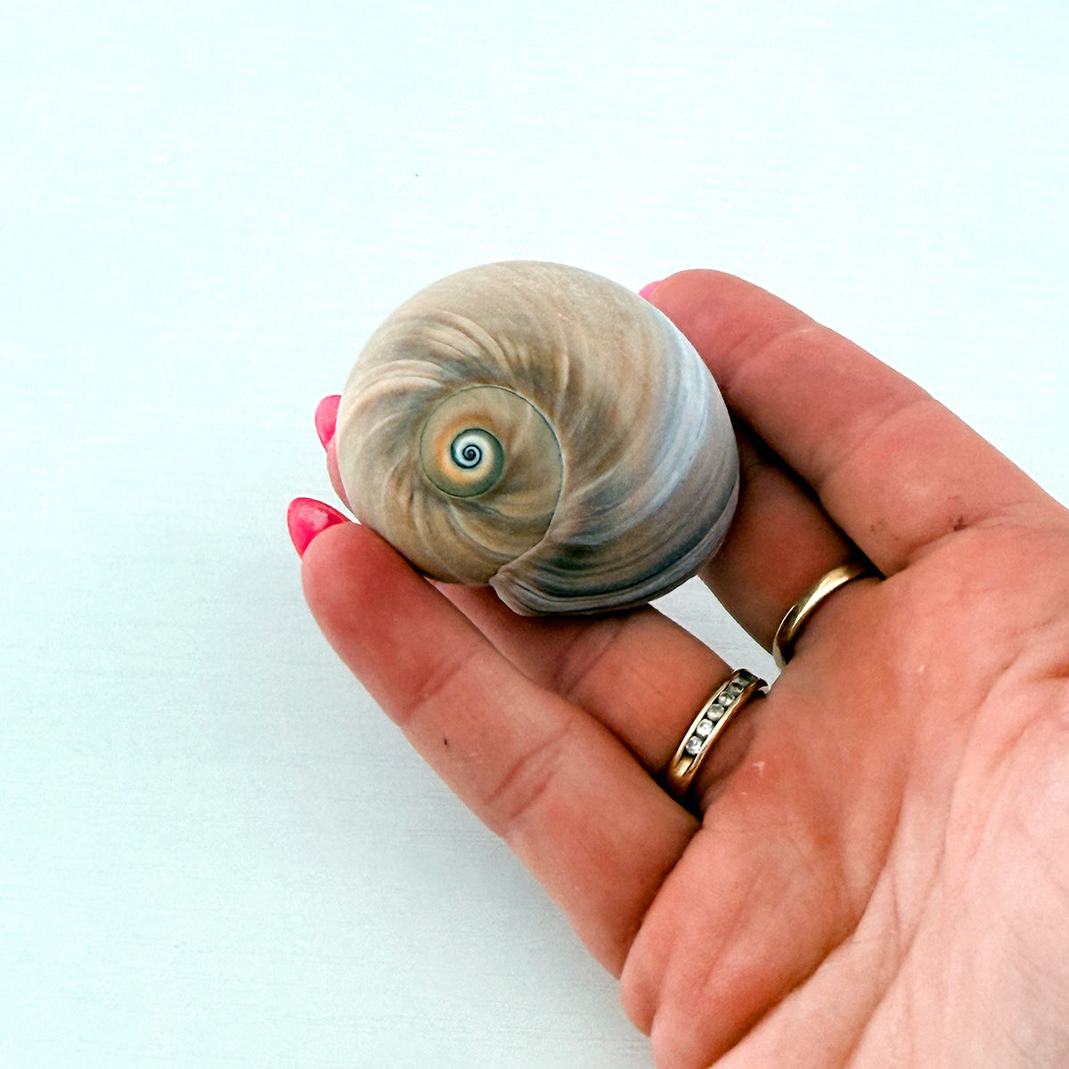Shark Eye Seashell (2 Inches)