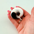 Shark Eye Seashell (2 Inches)