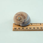 Shark Eye Seashell (2 Inches)