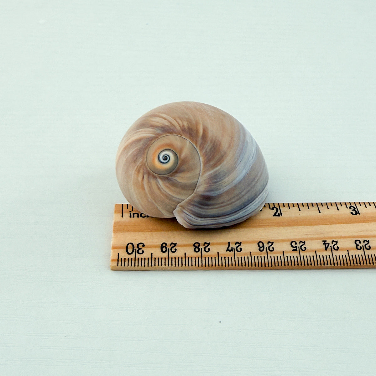 Shark Eye Seashell (2 Inches)