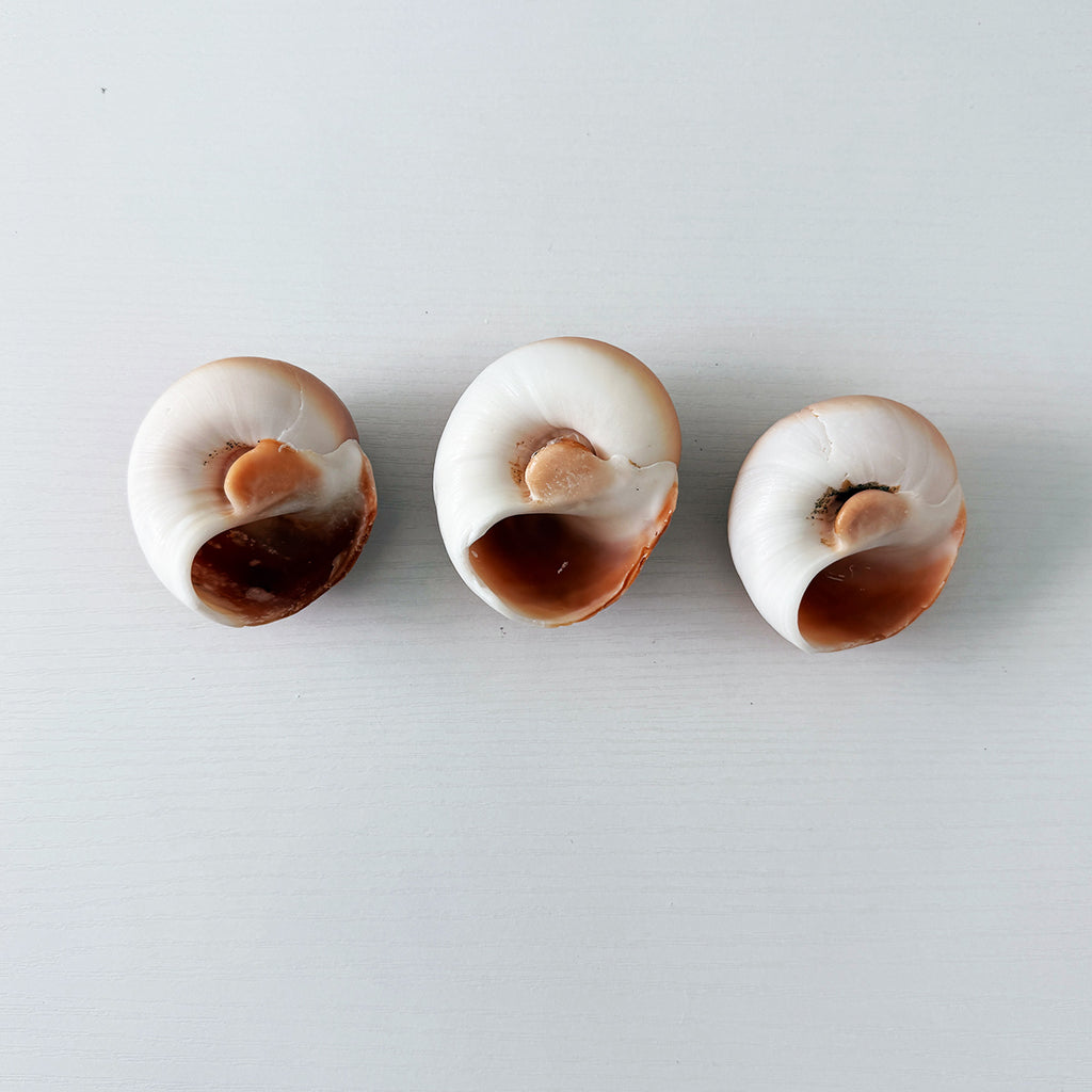 East Coast Florida Moon Snail Seashells (Bundle of 3)