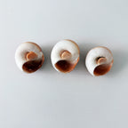 East Coast Florida Moon Snail Seashells (Bundle of 3)