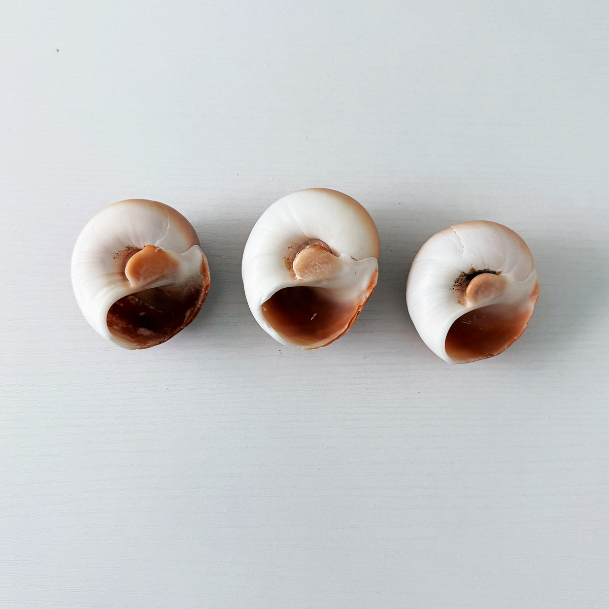 East Coast Florida Moon Snail Seashells (Bundle of 3)