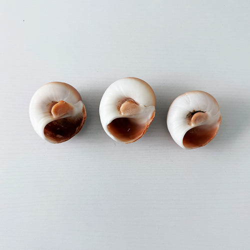 East Coast Florida Moon Snail Seashells (Bundle of 3)