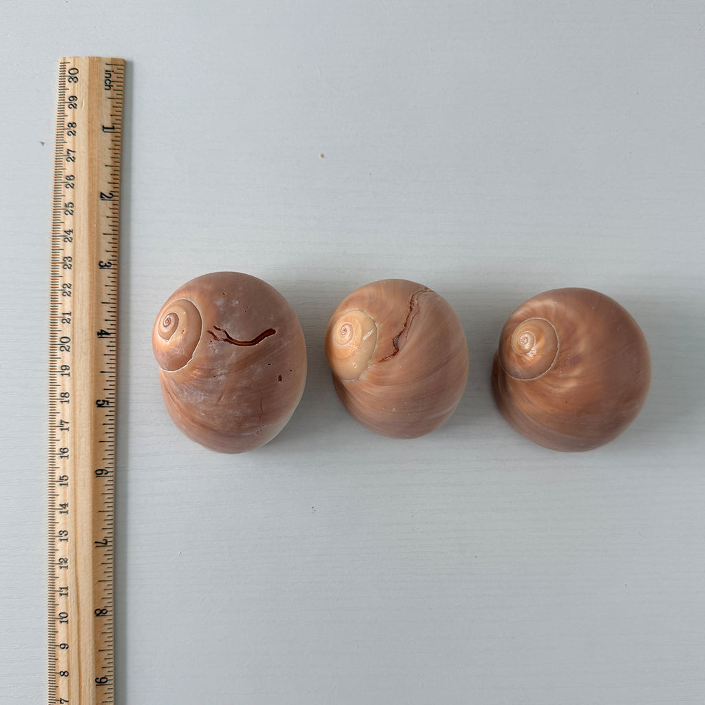 East Coast Florida Moon Snail Seashells (Bundle of 3)