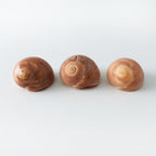 Three giant moon snail seashells collected from the East Coast of Florida, featuring smooth cream and tan shells. Exact shells pictured, perfect for coastal décor, beach house styling, and shell collections.