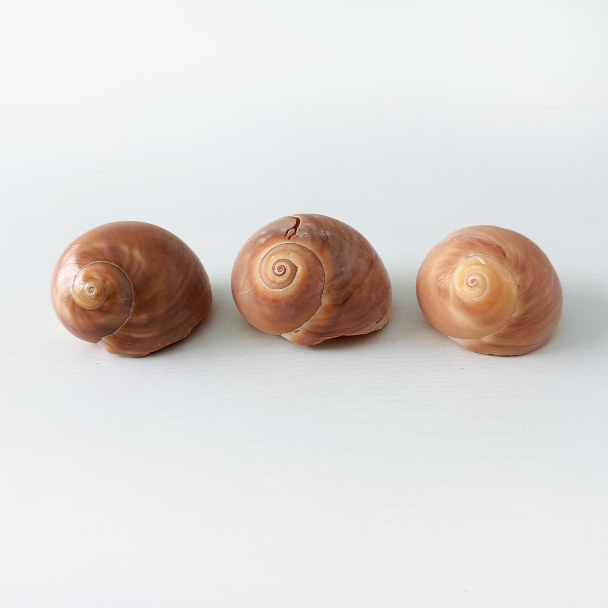 Three giant moon snail seashells collected from the East Coast of Florida, featuring smooth cream and tan shells. Exact shells pictured, perfect for coastal décor, beach house styling, and shell collections.