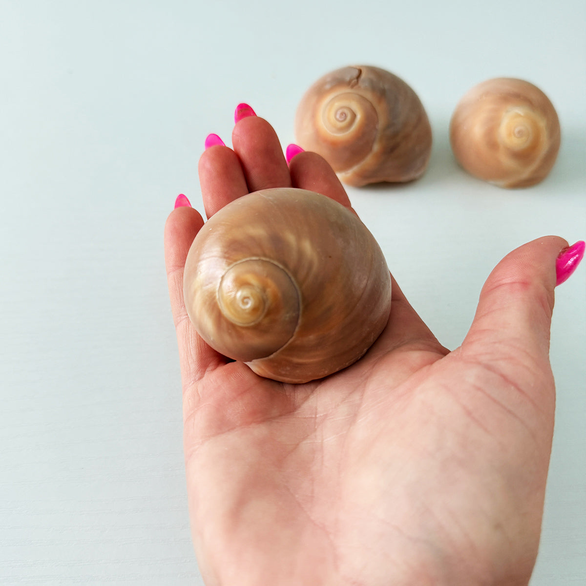 East Coast Florida Moon Snail Seashells (Bundle of 3)