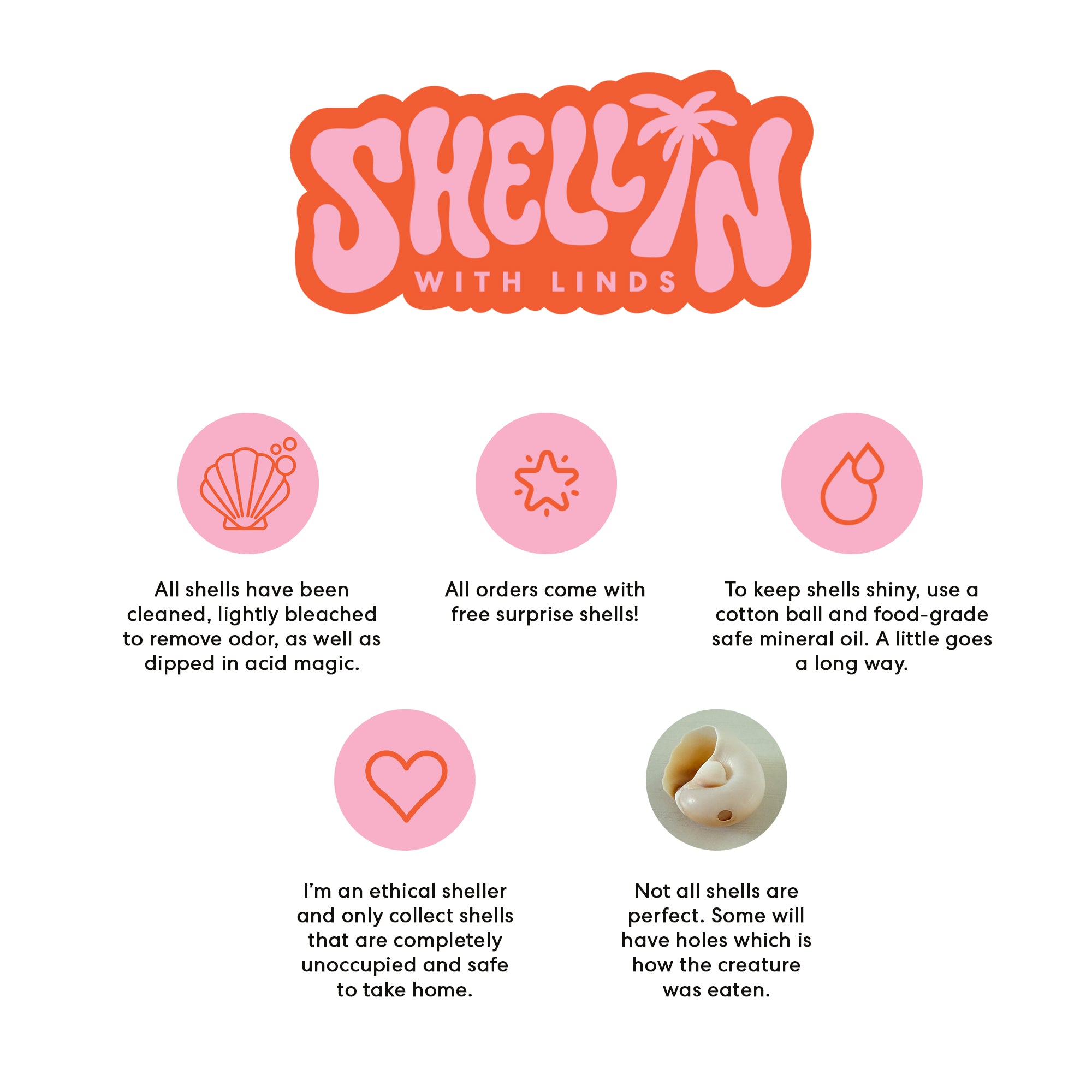 King Crown Seashells (Bundle of 7)