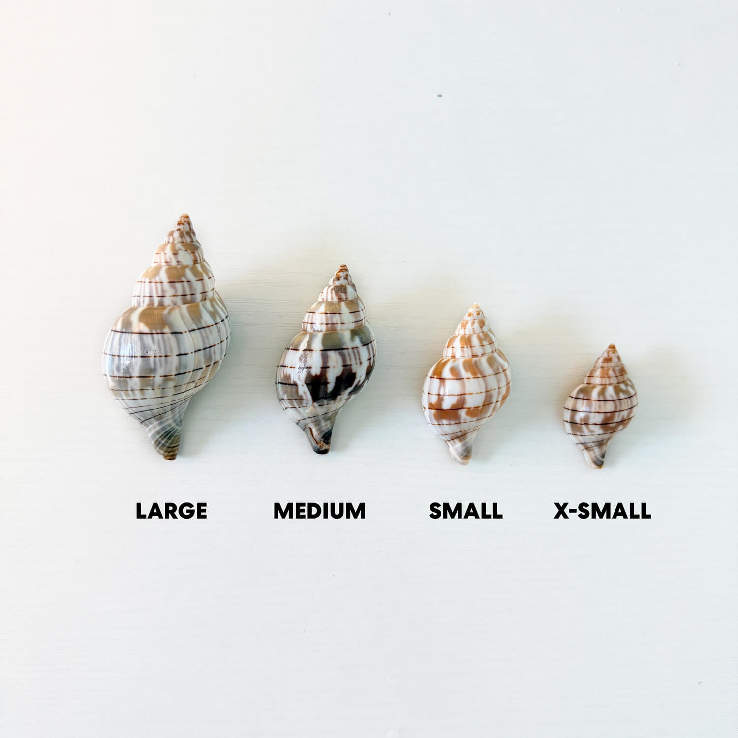Banded Tulip Seashells (Bundle of 5) Different Size Options