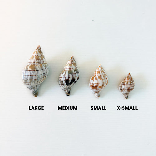 Banded Tulip Seashells (Bundle of 5) Different Size Options