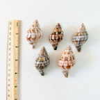 Banded Tulip Seashells (Bundle of 5) Different Size Options