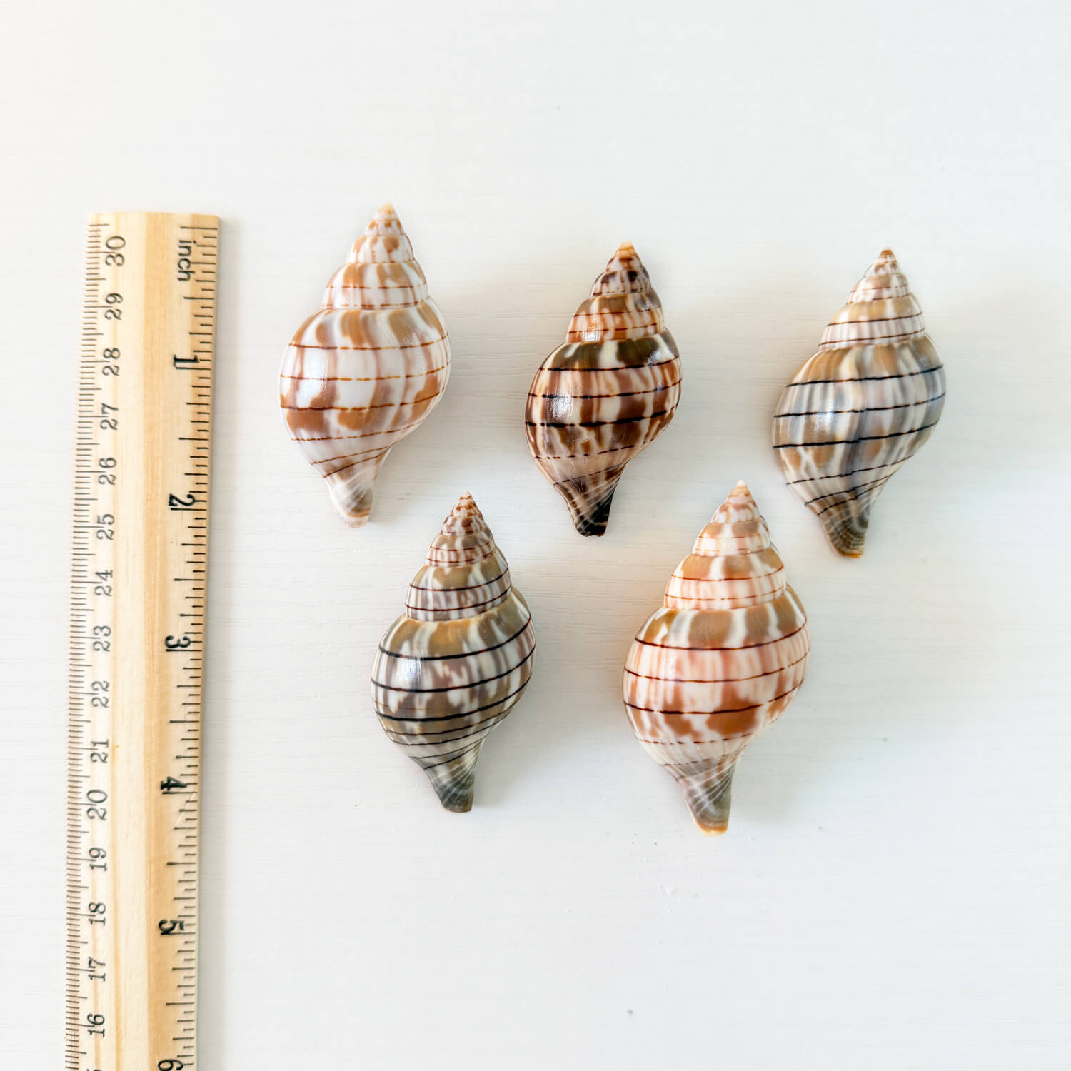 Banded Tulip Seashells (Bundle of 5) Different Size Options